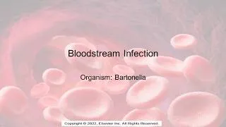 Thumbnail: Bloodstream Infections: Bartonella