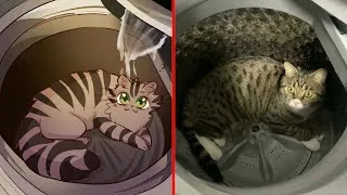 Thumbnail: Just Cats Being Cats Every Single Day