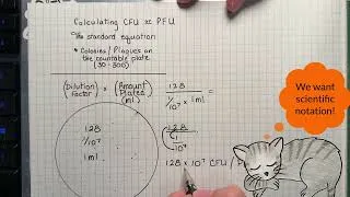 Thumbnail: Calculate CFU or PFU without a calculator!
