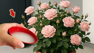 Thumbnail: Does Rice Really Help Rose Stems Root?