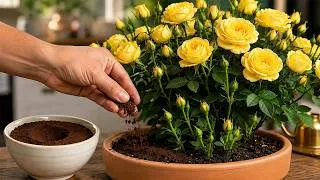 Thumbnail: How To Propagate Rose Cuttings Naturally! Even Beginners Can Do It!