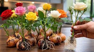 Thumbnail: Just One Onion! A Rose Cutting Suddenly Grows 1,001 Roots And Blooms Like Never Before!