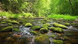 Thumbnail: Relaxing Music and Gentle Stream: Beautiful Piano, Sleep Music, Spa, Yoga, Stress Relief (4K UHD)