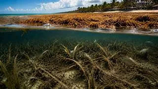 Thumbnail: CARIBBEAN'S Water Turned BROWN In 2015 — WHAT Died Was NOT What ANYONE Was COUNTING