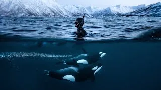 Thumbnail: Swimming Face-to-Face with Wild Orcas: Winter in Norway