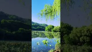 Thumbnail: Green west lake #westlake #china