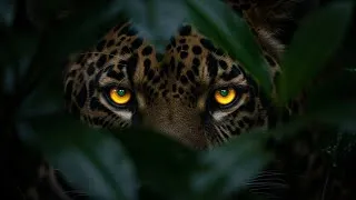 Thumbnail: You Are Never Alone in the Amazon | Hidden Eyes of the Rainforest Documentary