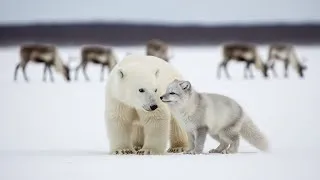 Thumbnail: Arctic Baby Animals – Life in the Frozen North | Documentary 4K