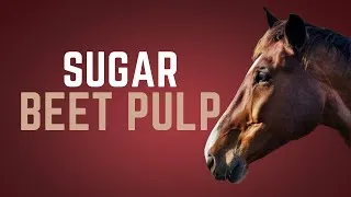 Thumbnail: Feeding Beet Pulp to Horses