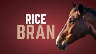 Thumbnail: Feeding Horses Rice Bran