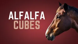 Thumbnail: Feeding Horses Alfalfa Cubes