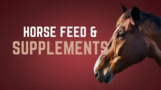 Thumbnail: Horse Feed and Supplements