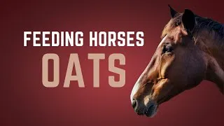 Thumbnail: Feeding Oats to Horses