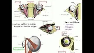 Thumbnail: Clinical Anatomy scenario-based problem solving cases:Head & Neck-4 - By Dr Mitesh Dave