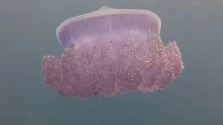 Thumbnail: Diving With Jellyfish in Fiji