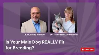 Thumbnail: Is Your Male Dog REALLY Fit for Breeding?