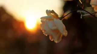 Thumbnail: Se Ra Phic - Sunset Rose (W & D Project Symphony of Life Mix)