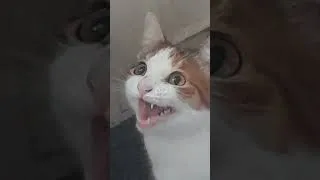 Thumbnail: Is my kitten an alien or possessed? FREAKY👽