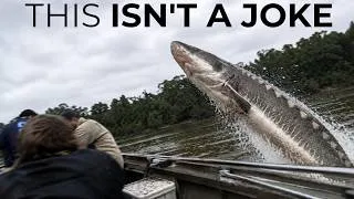 Thumbnail: A 200-Pound Fish Launches Out of Florida's Suwannee River and Crashes Into Boats Every Summer