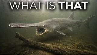 Thumbnail: 9 Monster Fish Lurking in the Ohio River That Grow Bigger Than People