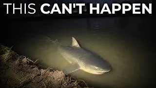 Thumbnail: A Bull Shark Was Caught 1,700 Miles Up the Mississippi, and Freshwater Doesn't Stop Them