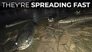 Thumbnail: 9 Invasive Fish Infesting Florida's Waters That Can Crawl Onto Land