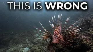 Thumbnail: 11 Venomous Creatures Lurking in American Waters That Locals Pretend Don't Exist