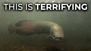 Thumbnail: 11 Most Dangerous Creatures in Texas Waters That Locals Pretend Don't Exist