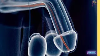 Thumbnail: Male Reproductive System | 3D Animation Explained #fertilization #sperm #dna