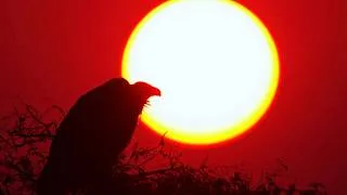 Thumbnail: Blood Meridian & Schopenhauer's Deadly Dance