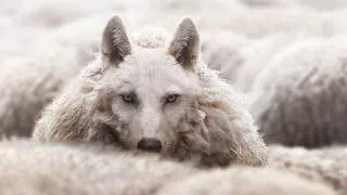 Thumbnail: Psychology & Ideology of Tolerance - A Wolf in Sheep's Clothing?