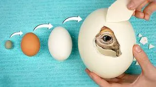 Thumbnail: World’s Biggest vs Smallest Egg - Hatching Experiment