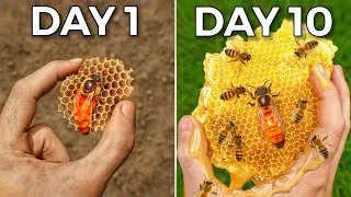 Thumbnail: Raising 10,000 Bees (in my home)