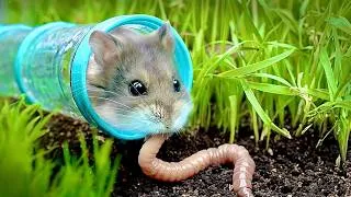 Thumbnail: Can a Hamster Survive in the Wild?