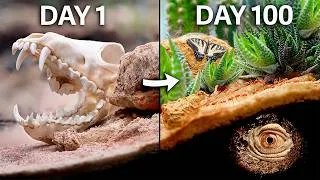 Thumbnail: Simulating Africa for 100 Days