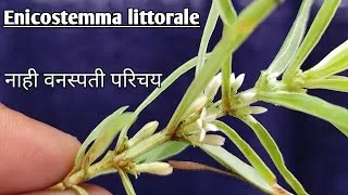 Thumbnail: मामज्जक/मामजेवा वनस्पती | नाही (नाय) वनस्पती परिचय |Mamajjaka- Enicostemma littorale