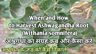 Thumbnail: When and How to Harvest Ashwagandha Root (Withania somnifera)