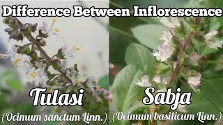 Thumbnail: Difference Between Inflorescence Of Tulasi (Ocimum sanctum Linn.) And Sabja (Ocimum basilicum Linn.)