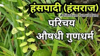 Thumbnail: हंसपादी (हंसराज) गुणकर्म व उपयोग | Adiantum lunulatum Identification and uses