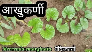 Thumbnail: आखुकर्णी (आखुपर्णी) वनस्पती माहिती | उंदिरकानी Merremia emarginata Identification and Uses