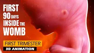 Thumbnail: First Trimester - Pregnancy Journey | 3D Animation