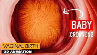 Thumbnail: Final Days of Pregnancy & Stages of Labor - Vaginal Birth | 3D Animation