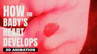 Thumbnail: How the Baby's Heart Develops ?!! | 3D Animation
