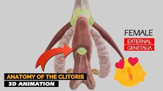 Thumbnail: Clitoris of the Female External Genitalia ❤️ | 3D Animation