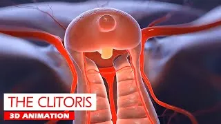 Thumbnail: The Clitoris Anatomy Explained | 3D Animation