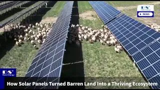 Thumbnail: How Solar Panels Turned Barren Land Into a Thriving Ecosystem ☀️🐑