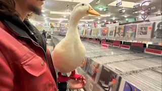 Thumbnail: I took my Duck to a Music Shop 🎶 
