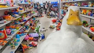 Thumbnail: I took my duck to the Thrift Shop