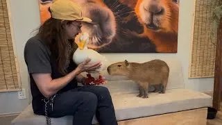 Thumbnail: I took my duck to Capybaras