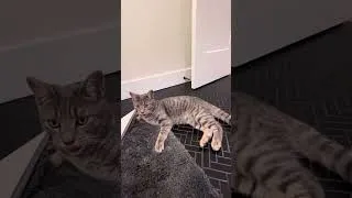 Thumbnail: Cat vs Rug the sequel #cat #cute #kitten #kitty 